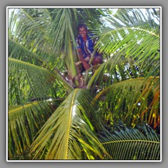 pruning a coconut palm on our beach
