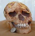 Roman Skull (424x440, 94.9 kilobytes)