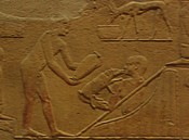 Next door, in Kagemni's tomb, a baby piglet is lapping milk from the mouth of a swineherd, while
a servant holds a jar with more milk.