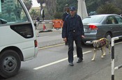 Explosive-sniffing dog on the bridge to Roda island