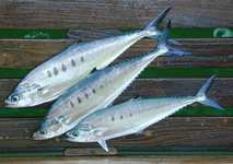 Fresh caught bonito!  We had one for dinner that night. (658x463, 100.4 kilobytes)