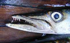 The baracuda is a meter long, with teeth obviously designed to take a piece out of you.  The crew kept the bait bucket betwen them and the baracuda, which they caught using a live bonito as bait.. (770x475, 99.0 kilobytes)
