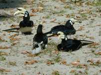 Four hornbills on the beach.  Note the beak! (540x399, 93.9 kilobytes)