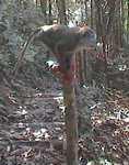 Monkey on rail in the forest (303x384, 35.9 kilobytes)