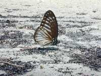 Butterflies eating the beach detrius (1600x1200, 436.2 kilobytes)