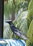 Batu Ferringhi <br> This bird preferred the food left by the sunbathers at the pool. (287x407, 56.4 kilobytes)