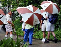 Mr. Yip led a daily lecture and hike through the virgin rain forest.<br>He has published a beautiful detailed book about the nature at Pangkor Laut Island.  He doesn't bother with an umbrella because he gets soaked with sweat climbing up the trail. (715x550, 94.4 kilobytes)