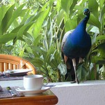 The alpha peacock stole a roll from my table before I could take his picture.  Then he kept it to himself as the other peacock and the peahen chased after him. (505x500, 90.2 kilobytes)