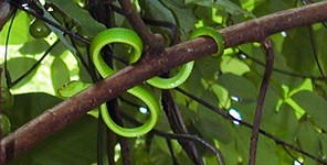 A little green tree snake.  It won't stir until the next rain. (458x232, 67.2 kilobytes)