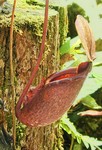 A pitcher plant (341x500, 88.6 kilobytes)