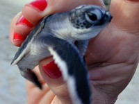 Gloria holds a stray newborn turtle: <br>Selingan Island, Sabah, Borneo, Malaysia. (667x500, 78.5 kilobytes)