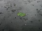 The typhoon-generated rain falls heavily on the lily pad
