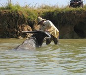 Scrubbing another water buffalo in the Intain river