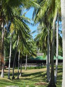 Ban Raya Resort, behind rows of coconut palms