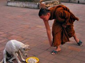 This monk's job is to feed the dogs that hang around for a handout.
