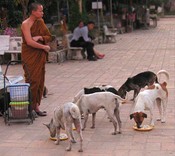 There are many dogs at Wat Chedi Luang