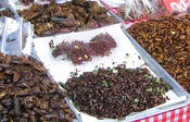 Closeup of the insects on sale at the Sunday market
