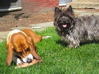 Lucy let Betty gnaw at the bone for a long time, but eventually they got into a big fight.